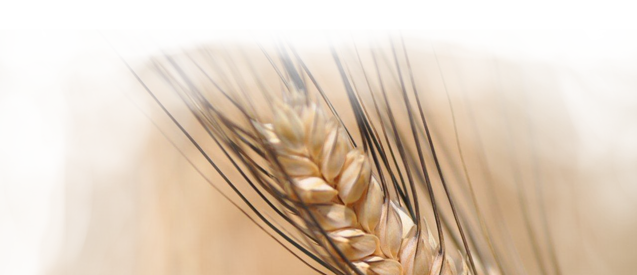 grano senatore cappelli senatore cappelli