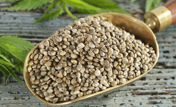 Riscopri il sapore del mangiar sano: Pane di Matrice e Canapa Sativa… un connubio perfetto!