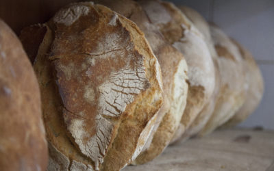 STOP AL PANE PRECOTTO TRAVESTITO DA FRESCO, oggi 19 dicembre: nuovi obblighi in etichetta